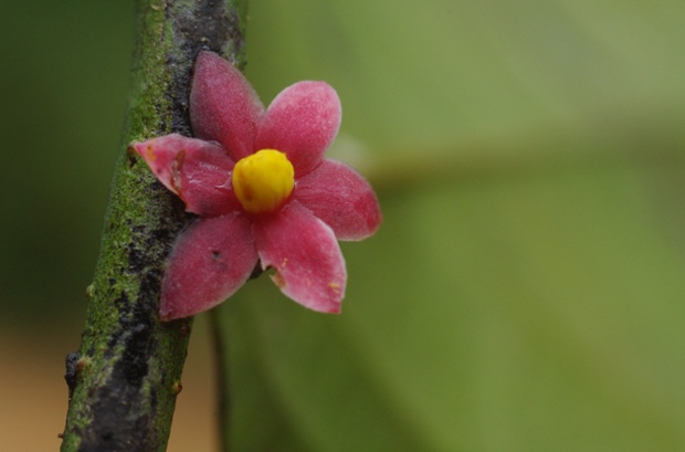 Solannona, a newly-identified plant in the genus Sirdavidia, named after David Attenborough. The plant, found in Gabon,  has a distinct shape, with red petals and up to 19 bright yellow stamen forming a cone. Photograph: Dr Thomas Couvreur