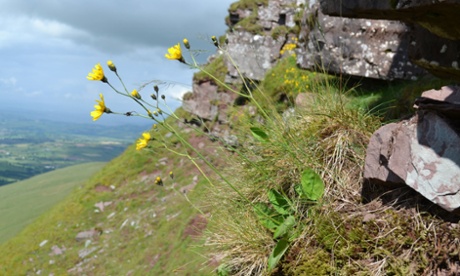 Undated handout photo issued by the National Trust of a new wildflower on the Brecon Beacons called the Attenborough's hawkweed (Hieracium attenboroughianum) as it has become the first living species in the UK to be named after naturalist and TV presenter Sir David Attenborough., February 6, 2015. The hawkweed was found a decade ago in the Brecon Beacons in south Wales but it took 10 years of study and comparison with related species to make sure it was new.