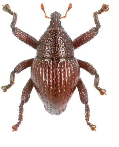 Trigonopterus attenboroughi is a species of flightless weevil in the genus Trigonopterus from Indonesia