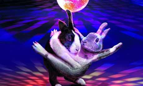Rabbits dancing
