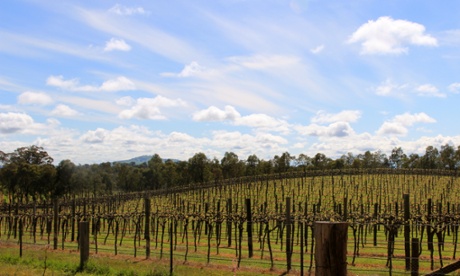 Jasper Hill organic winery.