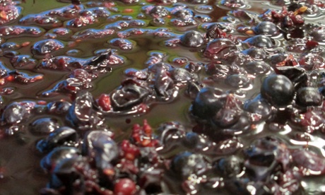 Organic merlot, grown without pesticide.