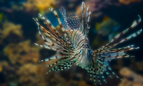 lionfish invasion