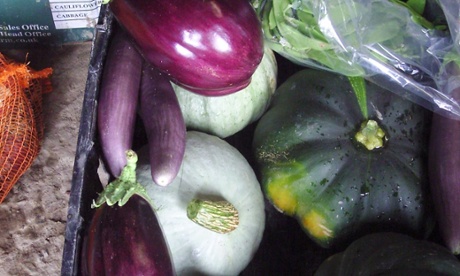 Aubergines grown at Nathan's organic farm