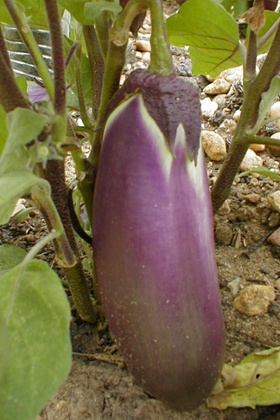 Aubergine 'Szechuan'