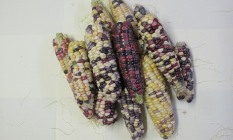 Corn 'Rainbow Sweet Inca'
