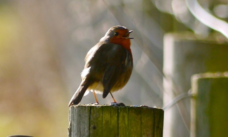 The year is still new and few birds are singing without circumspection, except robins.