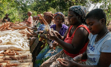 The Tiyamike cassava processing group peeling cassava in Malawi.