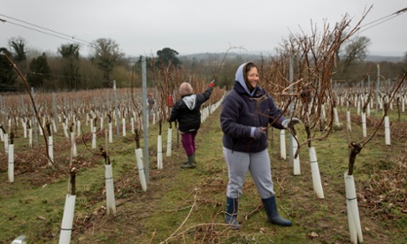 Stopham vineyard, Sussex