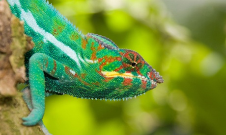 Chameleon 