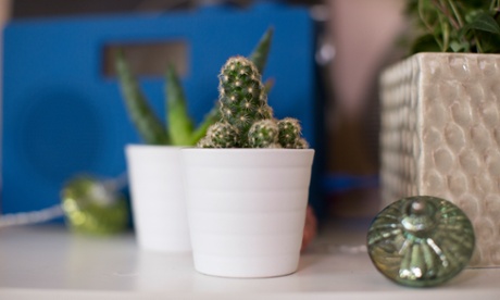 Succulents and cactuses must not be over-watered.