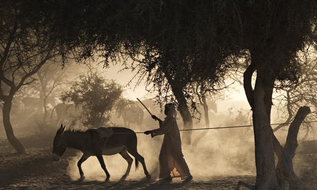 Sahel, Chad, boy and donkey