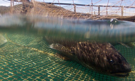 New aquaculture technologies hope to limit the environmental impacts of fish farming