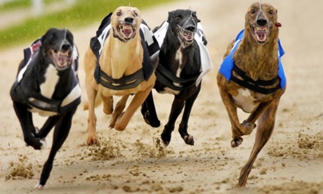 greyhound racing