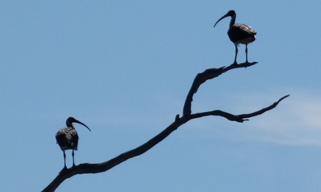 Two ibis copy each other beautifully
