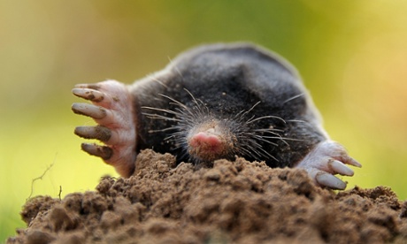 Mole out of hole … science manuscripts should be allowed to escape form the dry earth of their conventional format.