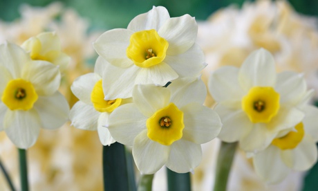 close up of several Narcissus 'Minnow' 