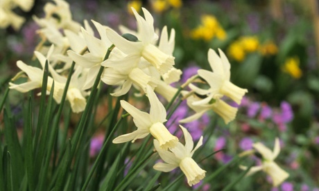 Small wonders: Narcissus 'Jenny', which changes colour as it ages.