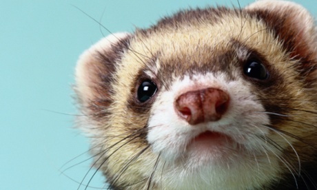 ferret