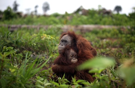 A terrified orangutan mother comforts her young daughter following the loss of the trees that provide their natural habitat in Sumatra, Indonesia.