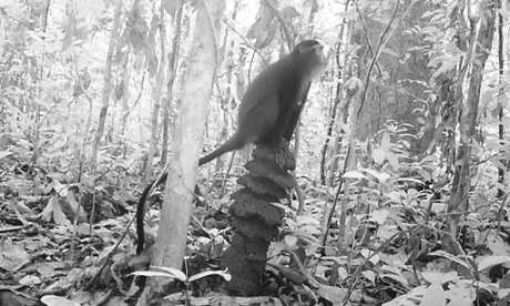 A camera trap catches a lesula surveying the forest.