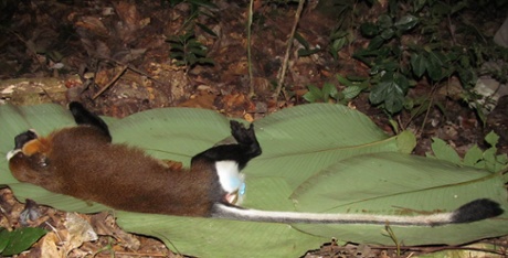 A mystery primate from the TL2 region that was killed by a hunter for bushmeat. The Harts believe the animal may be a Dryas monkey. 