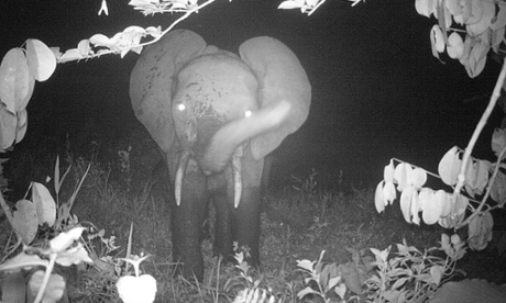 The region is home to much more than primates: a forest elephant on camera trap in the TL2 region. Forest elephants, which some experts consider a distinct species, have been decimated across Africa by the ongoing poaching crisis.