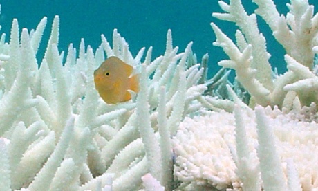 great barrier reef coral bleach