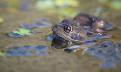 Common frogs (Rana temporaria) spawning in a puddle on the Berwyn mountains in Wales.