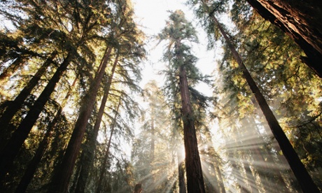 Solar power streams through the canopy of a forest.