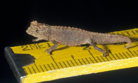 Brookesia micra
