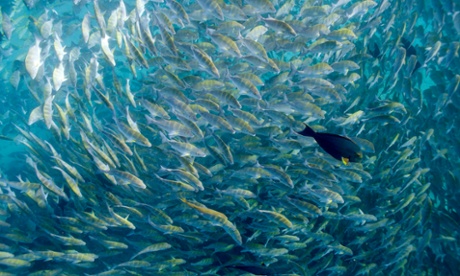 A school of fish
