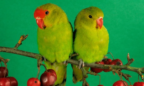 Love birds
