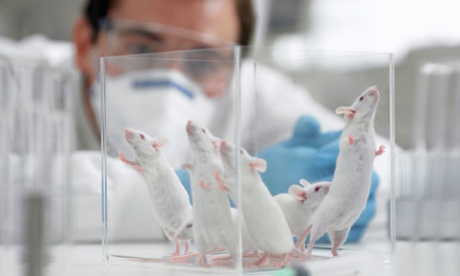 Scientist watching mice in a laboratory.