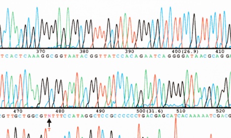 Part of a DNA base sequence read generated by an automated sequencer