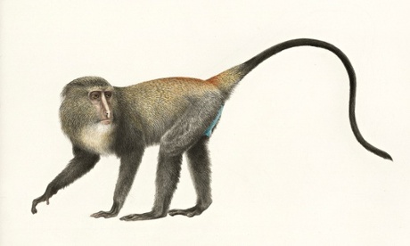 Illustration of a lesula monkey