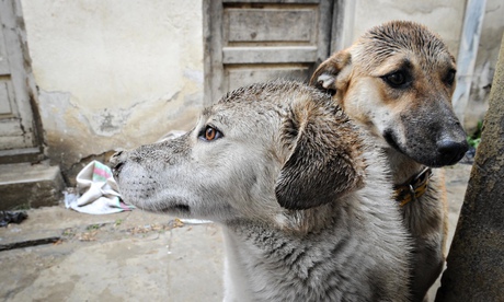 Giles Fraser's Afghan dogs Eidi (left) and Lumpi