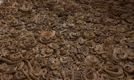 Thousands of western diamondback rattlers are shown in a holding pit.
