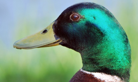 A mallard