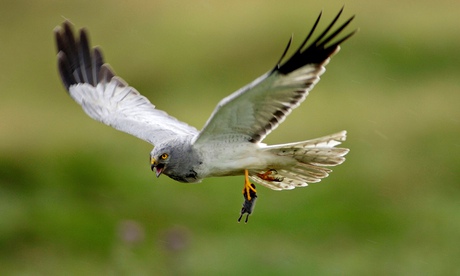 A hen harrier