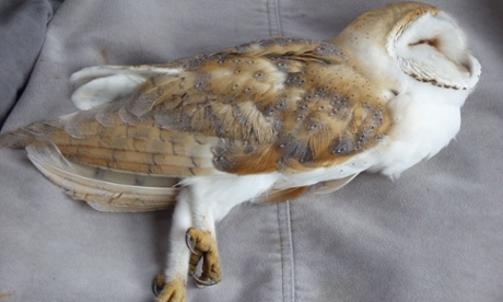 A young female barn owl that died of malnutrition in Claxton after surviving the winter.