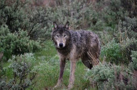 A wolf after being released.