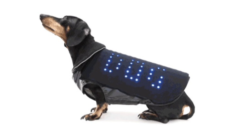 The Disco Dog LED vest will flash 