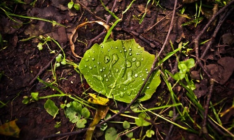 A simple shot of a leaf showing the strong colour contrast between itself and the ground