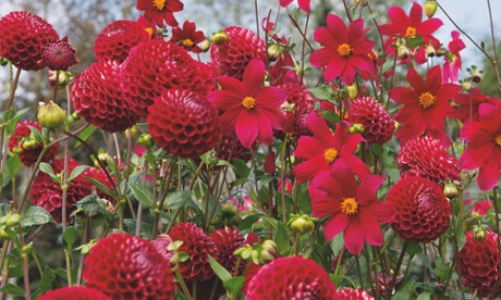 Gardens: dahlias