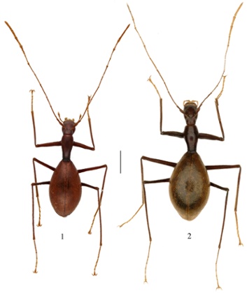 Anthroherpon sinjajevina and Anthroherpon cecai