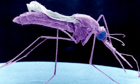 Malaria, carried by mosquitos, has periodically developed resistance to drugs.