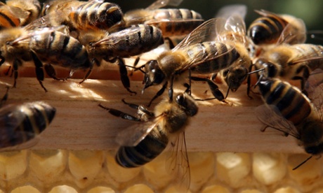 Bees in a hive
