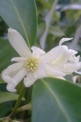 Illicium anisatum