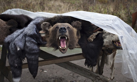 Bear head and fur along with other pelts under plastic on wooden table